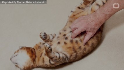 Do Some Cats Hate Belly Rubs?