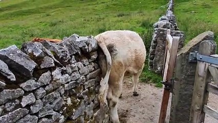 Cette vache se gratte le "dos" contre un mur lol