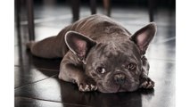 World Class Rare Color French Bulldogs - How To Choose And Care For A French Bulldog