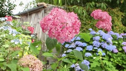 Jardin - Des hortensias pour l’été