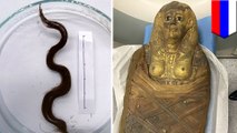 Ancient Egyptian curls perfectly preserved after 3,000 years