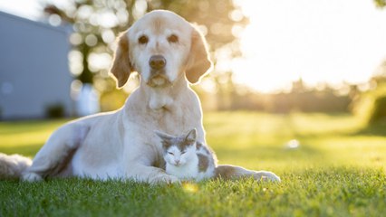 下载视频: Cuidado de la salud de perros y gatos en verano