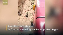Une maman oiseau se place devant un tracteur en mouvement pour protéger ses oeufs