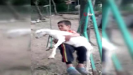 Keçiyi mutlu etmek için salıncağa bindirdiler.