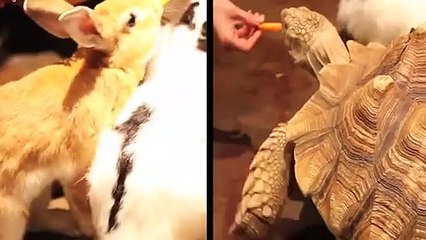 영주출장안마 -후불100%ョØ7ØE7575E0069｛카톡CC6969｝ 영주전지역출장안마 영주오피걸 영주출장마사지 영주안마 영주출장마사지 영주콜걸샵ийк