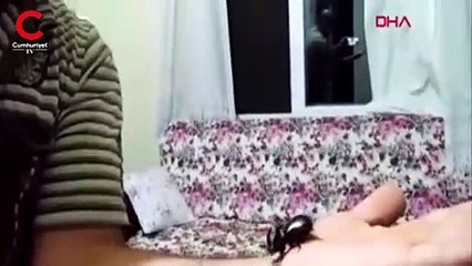 Dünyanın en güçlü hayvan türlerinden