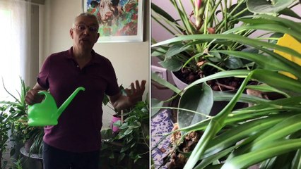 Roland Motte - Les plantes vertes