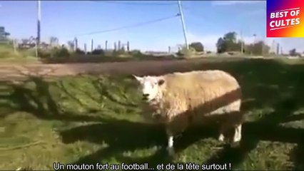 Quand t'es pas comme les autres... (bizarre)