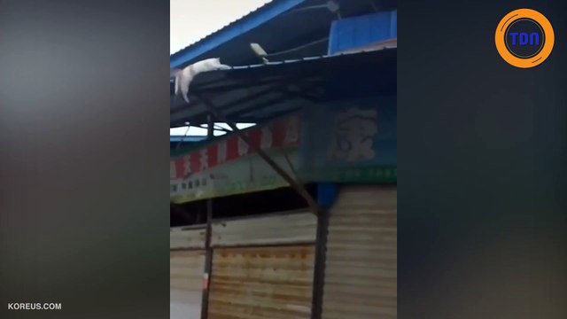 Un chat glisse d'un toit et retombe sur ses pattes sans pression