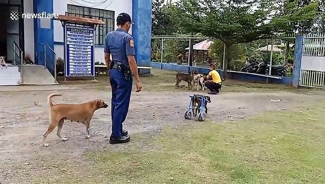 Disabled stray dog can finally walk again thanks to kind policemen who made her a wheelchair
