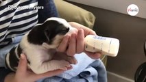 Ils aident leur chienne à mettre bas, quand ils voient les chiots ils ont une énorme surprise