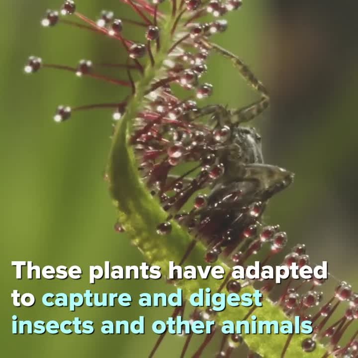 Interesting Facts About Carnivorous Plants