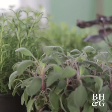 DIY Miniature Herb Garden You Can Make in an Hour