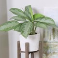 Elevate Your Houseplant Game With This DIY Plant Stand