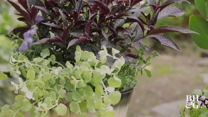 Heat-Tolerant Annuals That Bloom All Summer Long