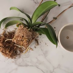 How to Repot Your Orchid for the Best Results