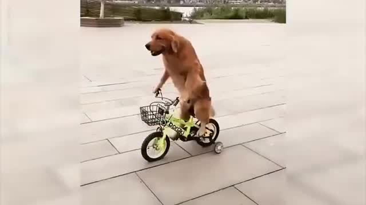 These Pets Love to Ride Bikes