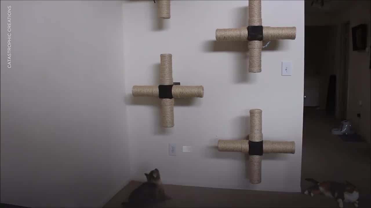 Every Cat Owner Needs These Climbing Spaces for Their Furry Friends