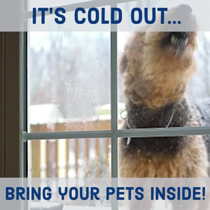 Bring Your Pets Inside