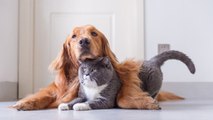 ¿Cómo ven los perros y los gatos?