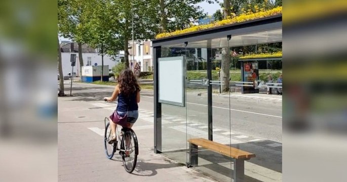 Pays-Bas : À Utrecht, les abeilles sont nourries grâce aux fleurs sur les toits d'abris bus