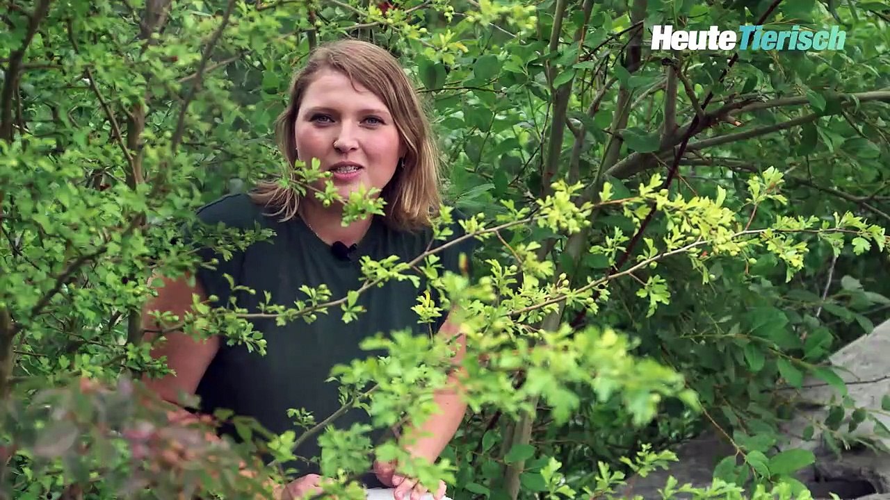 So überstehen Eisbären Sommerhitze im Zoo