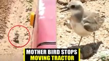 Mother bird stops moving tractor to protect eggs