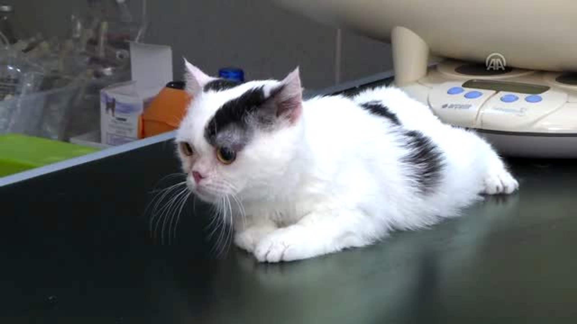 Cüce" kedi Kaju'ya özel ilgi - ANKARA - Dailymotion Video