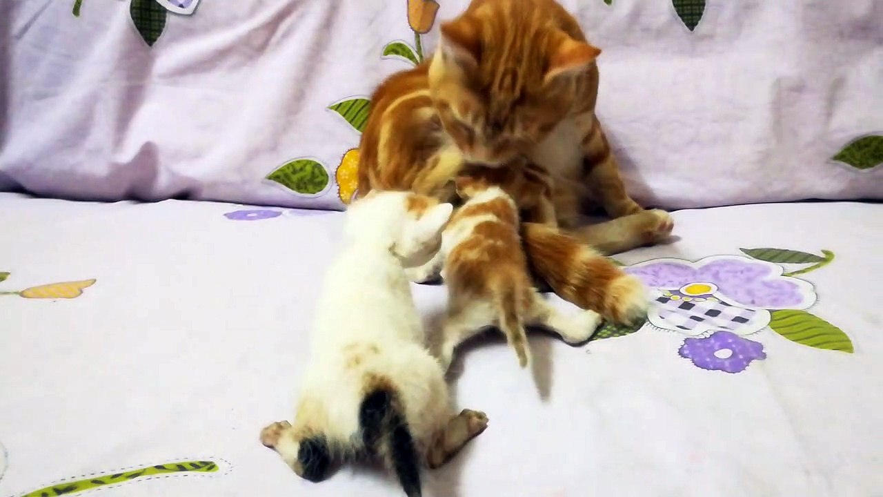 Caring father Cat Shows Off Affection