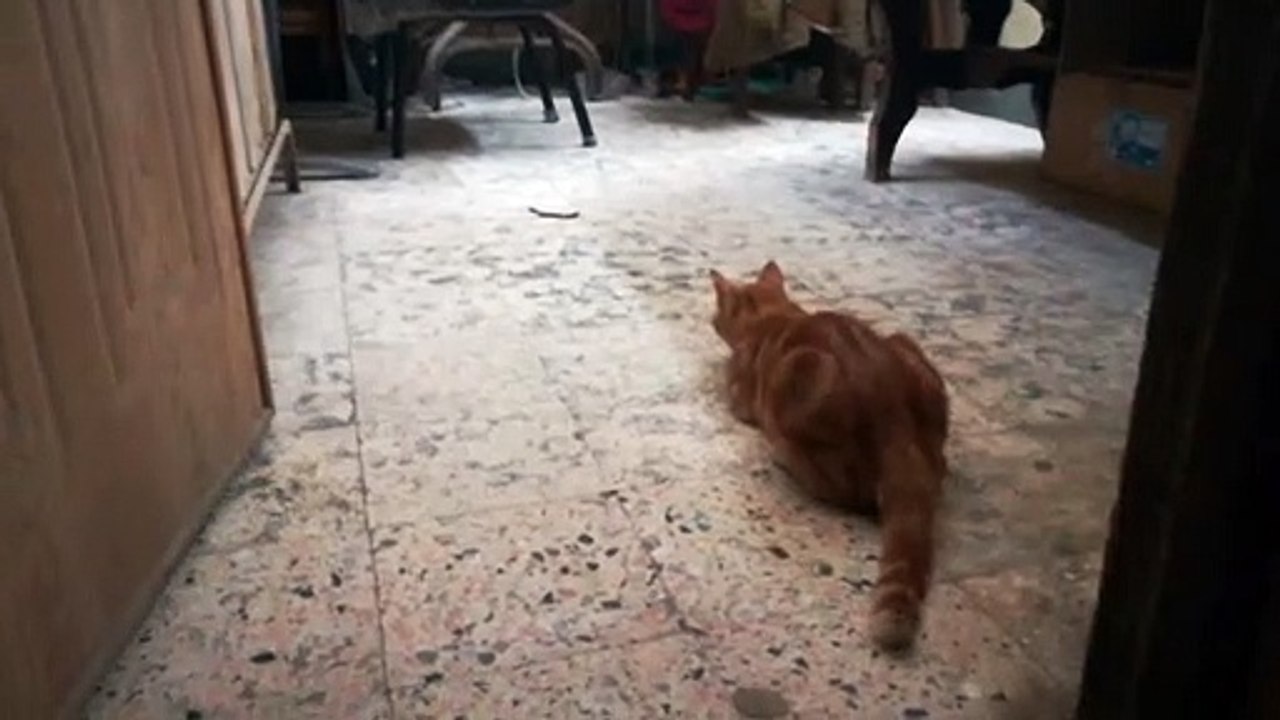 Funny Cat Pretend To be Copycat Of Dog Ball Game