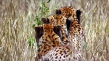 Leopardos combatem avestruz gigante - Que vai ganhar