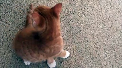 Jurassic meow - really entertaining!