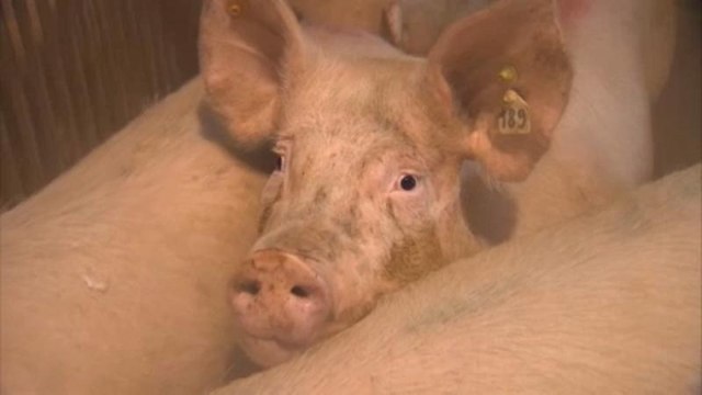 Германия решает, как лучше маркировать мясные продукты