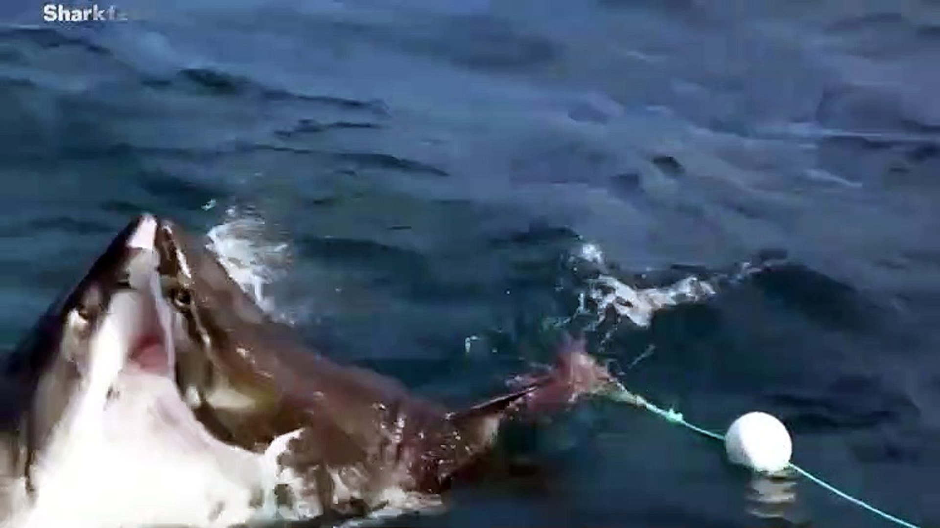 Watch: Great White Shark Almost Bitten In Half By Rival, image size:1920x1080