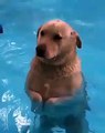 Ce chien est tombé dans une piscine. Regardez le !
