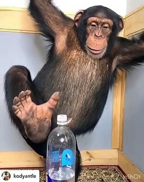 Le challenge bottle cap a un nouveau challenger. Admirez ce que va faire ce singe !