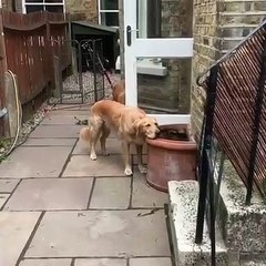 Quand une chienne commence à s'ennuyer, voici ce que ça donne !