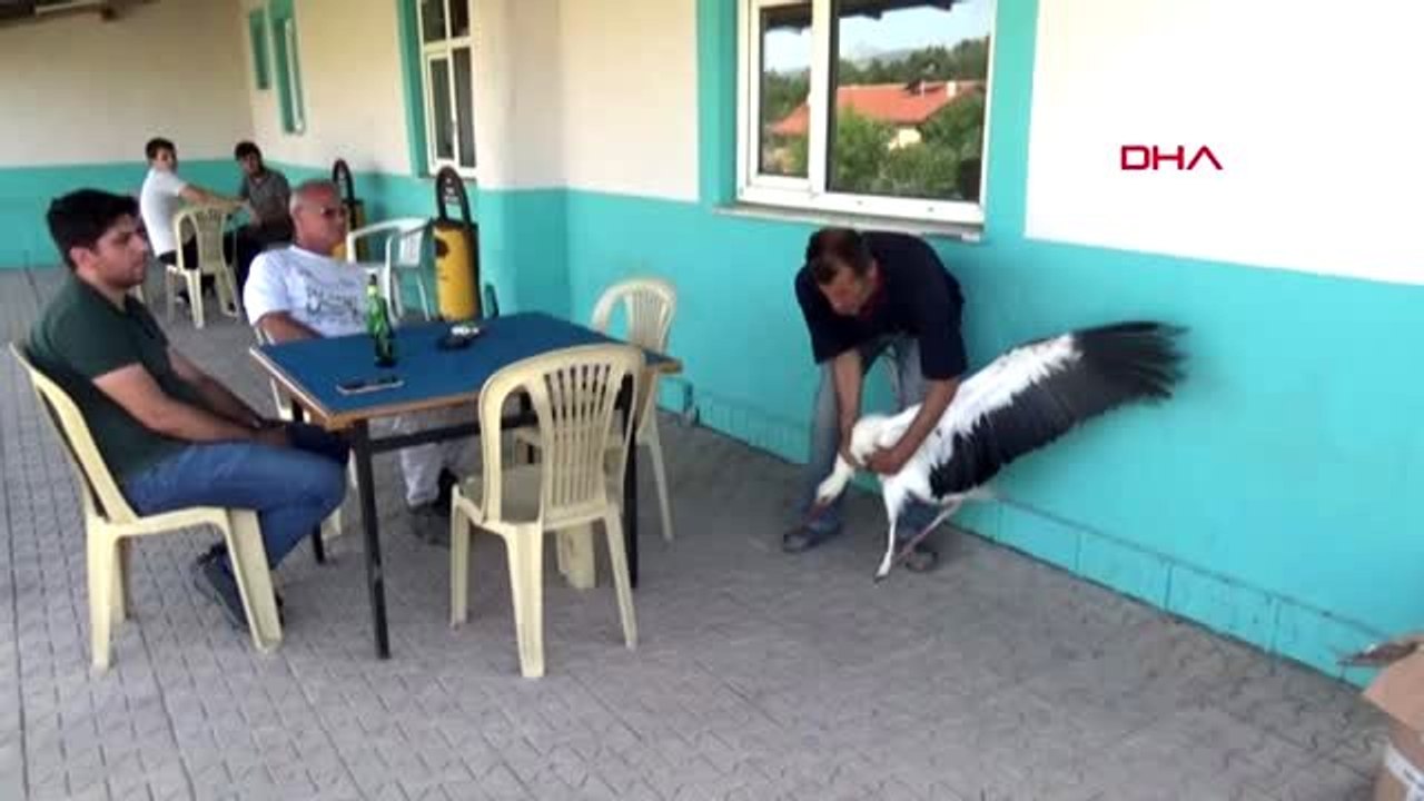 KONYA Birer ayakları elektrik akıma kapılıp kopan, 2 leylek koruma altına alındı