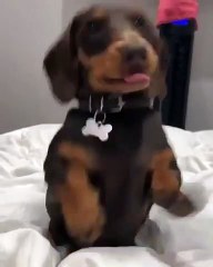 Cet adorable chiot pratique sa voix de chant. Ecoutez !