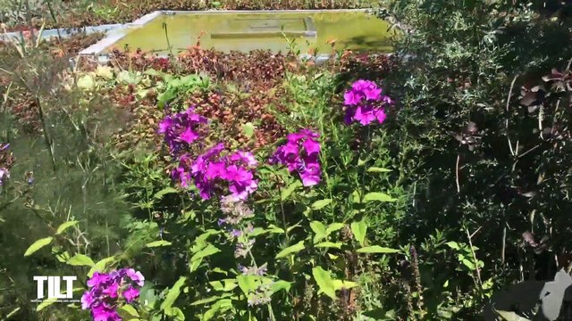 TILT - 12/07/2019 - Chaumont-sur-Loire : un musée à ciel ouvert - Partie 2