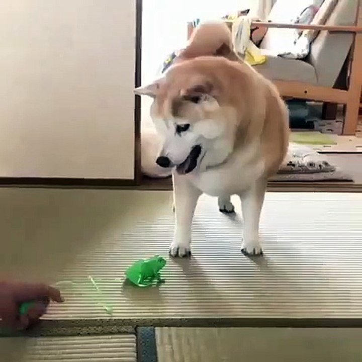 Ce gros chien a peur des crapauds. Regardez le fuir ce jouet !