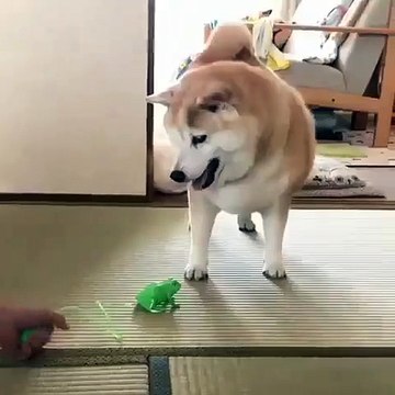 Ce gros chien a peur des crapauds. Regardez le fuir ce jouet !