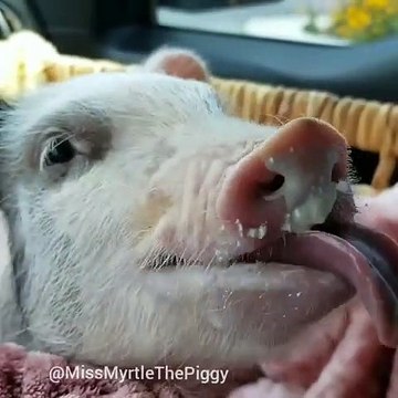 Admirez ce cochon tout mignon si vous voulez avoir le sourire aux lèvres. Adorable !