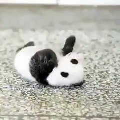 Regardez cette petite mignonne panda qui se roule dans la neige. Trop cute !