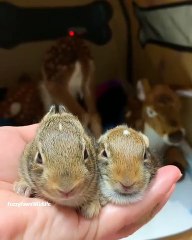 Admirez comment ce bébé lapin a grandi. Adorable !
