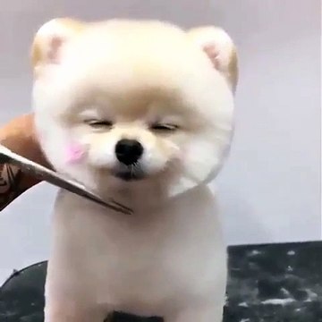 Cette boule de poil adore sa séance de toilettage. Admirez cette bouille !