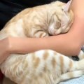 Cette chatte ne dort jamais sans les caresses de sa maman. Toute belle !