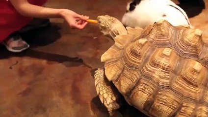 완산구출장안마 -후불100%ョØ1ØA7685A6221｛카톡PP888｝ 완산구전지역출장안마 완산구오피걸 완산구출장마사지 완산구안마 완산구출장마사지 완산구콜걸샵опр