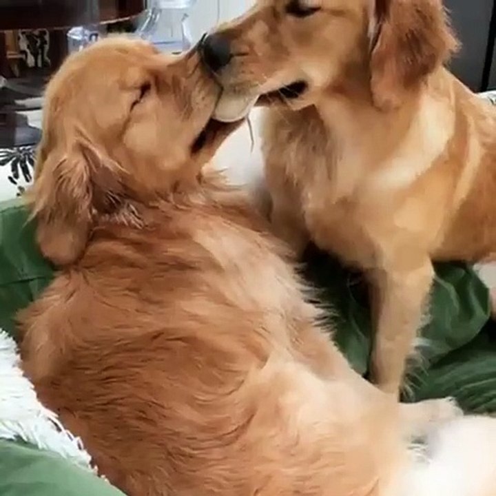 Quand le bras de fer entre deux chiens dure trop longtemps et qu'ils ont sommeil. Hilarant !