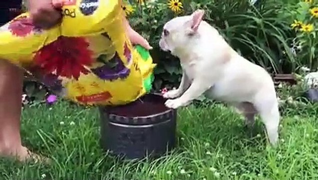 Incroyable ! Découvrez comment faire pousser des frenchies bulldog. Rapide et Simple !